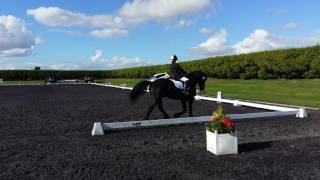 Novice 39 British Dressage test 6917 [upl. by Stepha]