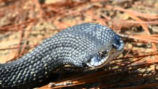 Harmless Eastern Hognose Snake quotthreatquot dispaly [upl. by Ursa]