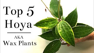 Top 5 Hoya Wax Plants [upl. by Medora]