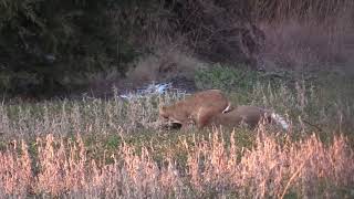 Bobcat attacks Deer [upl. by Bor888]