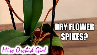 Phalaenopsis Orchid spike is drying  what to do [upl. by Arreic]