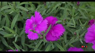 Œillet de Chine  Dianthus chinensis [upl. by Ralyt584]