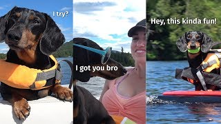 Oakley the Surfing Dachshund New 2019 Edit [upl. by Summers]