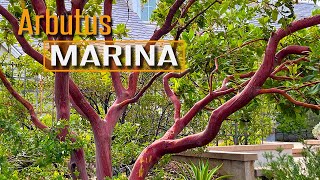 Amazing Bark Amazing Tree Arbutus Marina Marina Strawberry Tree [upl. by Shaer801]