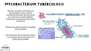 Mycobacterium tuberculosis [upl. by Sandberg]