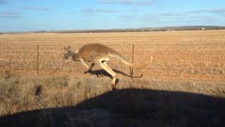 Kangaroos Racing in the South Australian Outback [upl. by Quita]