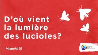 D’où vient la lumière des lucioles [upl. by Ellsworth]