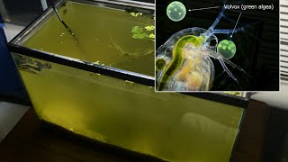 Raising Daphnia for the Freshwater Aquarium [upl. by Arela]