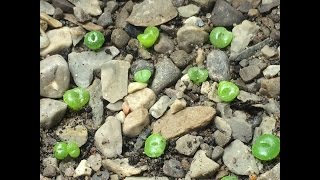 How To Grow Lithops From Seed Part 1 [upl. by Enelram]