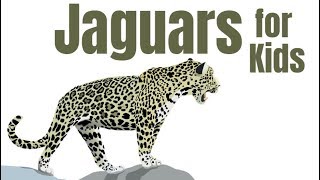 Jaguars for Kids [upl. by Ynafetse710]