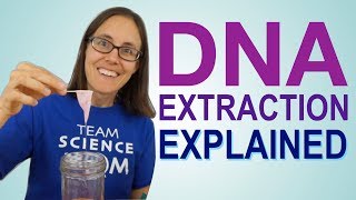 DNA Extraction Explained [upl. by Jea]