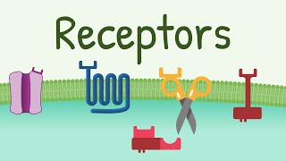 Receptors Types amp Functions [upl. by Suqram]