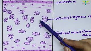 Anatomy of the Trachea [upl. by Rogerio927]