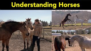 Horse Behavior and Body Language 🐴 [upl. by Armalda]