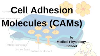 Cell Adhesion Molecules CAMs Integrins Adhesion molecules cadherinsselectins [upl. by Curry]