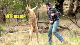 Ozzy Man Reviews Man Punches Kangaroo [upl. by Grunenwald]