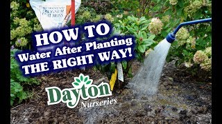 How to Water After Planting  The RIGHT Way [upl. by Animar]