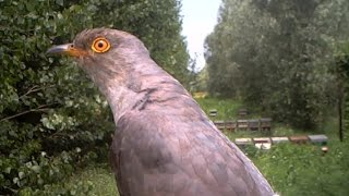 Cuculo  Common cuckoo Cuculos canorus 175 Fototrappolaggio a Corte Franca [upl. by Oludoet]