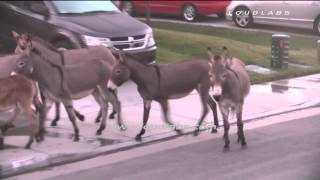 Wild Donkeys Invade Neighborhood  Moreno Valley RAW FOOTAGE [upl. by Aniri]