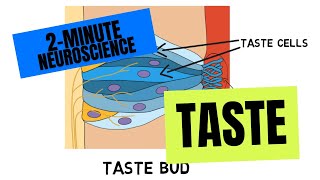 2Minute Neuroscience Taste [upl. by Enitram931]