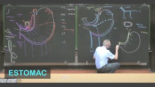 Anatomie de lestomac Abdomen 1 [upl. by Harshman]