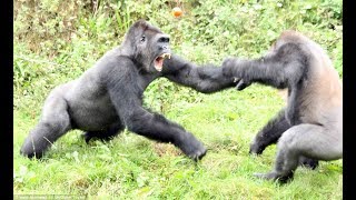 Top 5 Gorilla Fights On Camera  Zoo Fight [upl. by Ytiak315]