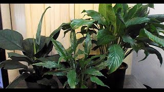 Peace Lily Cultivars Different Spathiphyllum Varieties [upl. by Holmann]