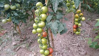 Forma correcta de podar una tomatera [upl. by Ware]