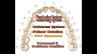 Tooth Numbering system for Deciduous amp Permanent dentitionUniversal Palmer notation amp FDI [upl. by Lerual13]