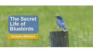 The Secret Life of Bluebirds [upl. by Aihsas873]