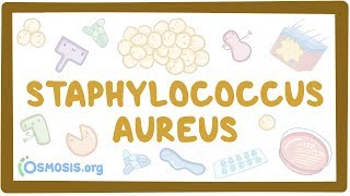 Staphylococcus aureus [upl. by Sydelle834]