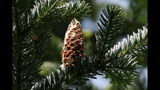 How to identify fir trees Abies spp [upl. by Ahseekat]