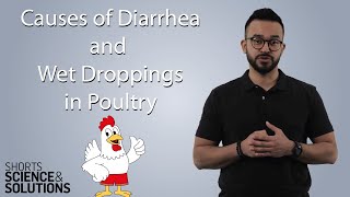 4 Causes of Diarrhea and Wet Droppings in Poultry [upl. by Yecaj473]