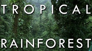 The Tropical Rainforest Climate  Secrets of World Climate 1 [upl. by Annahael]