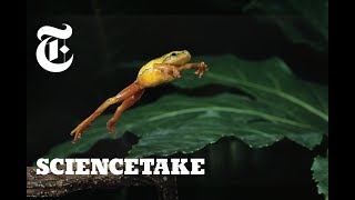 How Frogs Got Their Vertical Leap  ScienceTake [upl. by Shakti985]