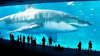 TOP 10 BIGGEST SHARKS IN THE WORLD [upl. by Ihcekn]