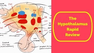 The Hypothalamus Rapid Review [upl. by Alym]