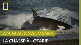 La terrible chasse à lotarie des orques [upl. by Sutniuq]