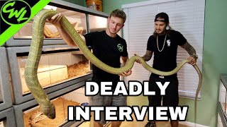 Monocled Cobra Snake Venom Extraction Reptile Discovery Center DeLand [upl. by Mercola]