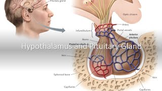 Hypothalamus and Pituitary Gland [upl. by Ferdinande]