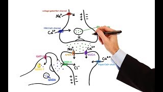 Pharmacology  ANTIEPILEPTIC DRUGS MADE EASY [upl. by Lamhaj]