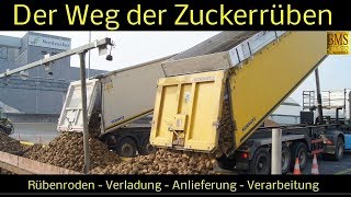 Der Weg der Zuckerrüben vom Feld bis zur Verarbeitung  Zuckerherstellung  Nordzucker Uelzen [upl. by Mccord]