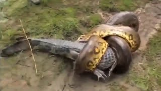 ANACONDA VS COCODRILO  LA LEY DEL MÁS FUERTE  BATALLAS ÉPICAS DE SERPIENTESPITONES Y VÍBORAS [upl. by Arrak633]