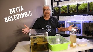 How to Breed Bettas [upl. by Dannon]