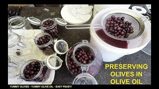 Preserving Olives in Oil  Prepping for SHTF [upl. by Erbes276]