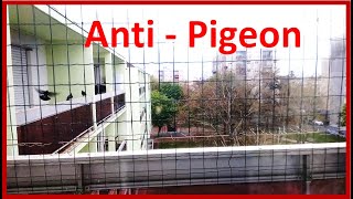 Astuces anti  PIGEON [upl. by Ikram136]