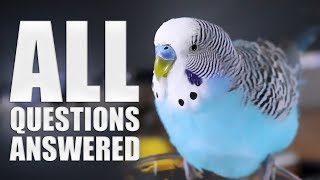 Everything You Need to know About Budgie Parakeet Care Compilation [upl. by Ailisec644]