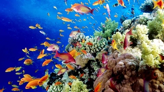 Australias Great Barrier Reef Biodiversity and Marine Life Threatened [upl. by Belcher597]