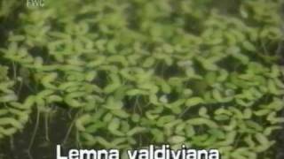 small duckweed Lemna valdiviana [upl. by Esekram]