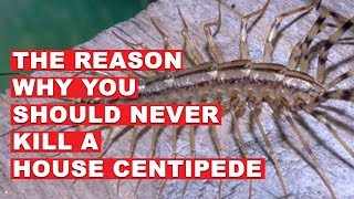 Why You Should Never Kill a House Centipede [upl. by Beale]